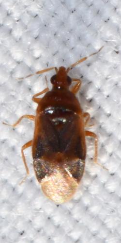 Réf. 317 491 : Cardiastethus fasciiventris